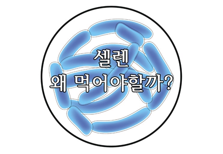  셀렌 왜 먹어야할까? 셀레늄효능 등 섭취해야하는 이유