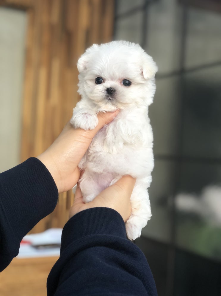  별내강아지분양 전문 아이러브독 노원점