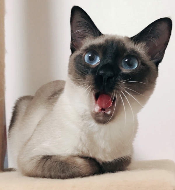  묭이 하루