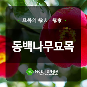  [동백나무] 동백꽃 꽃말부터 개회시기까지!