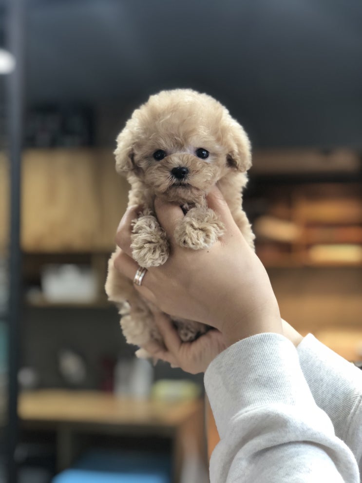  도봉구 강아지분양 자세히 알아보기!