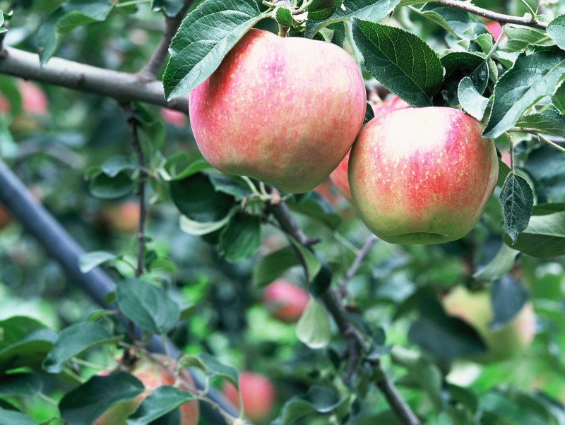 겨울철 배·사과나무 가지다듬기 이렇게 하세요! : 네이버 블로그