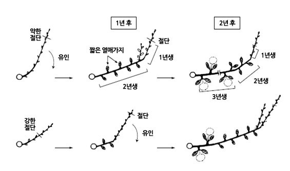 겨울철 배·사과나무 가지다듬기 이렇게 하세요! : 네이버 블로그