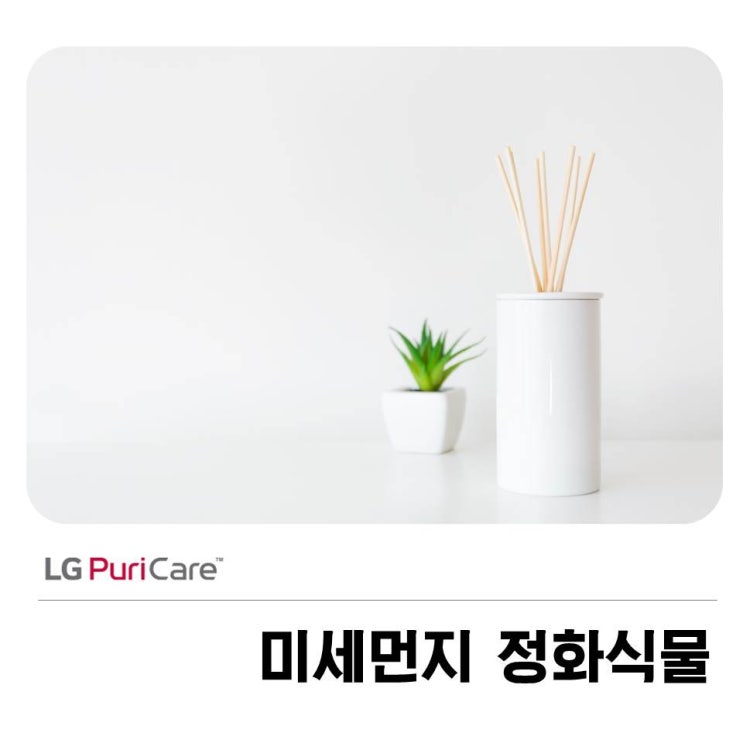  미세먼지 정화식물 추천하는 3가지!