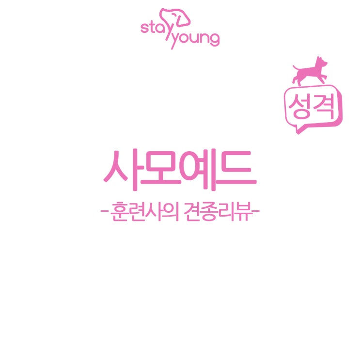  [훈련사의 견종리뷰] 알고 기르자! 사모예드 성격 편