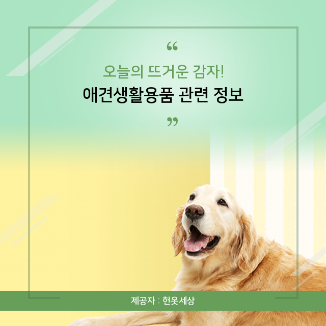 광주 헌옷팔기 주목하라! 애견생활용품의 숨겨진 정보