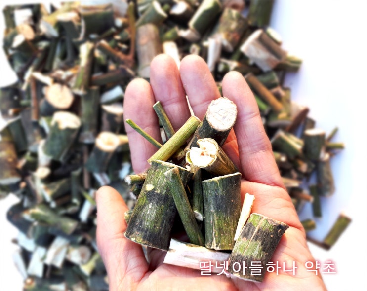  벌나무 효능 산겨릅나무 판매 산청목 파는곳