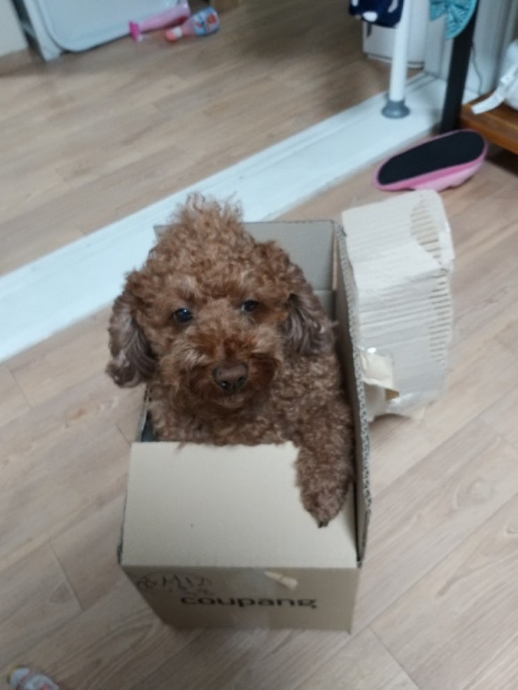  강아지택배보내는법