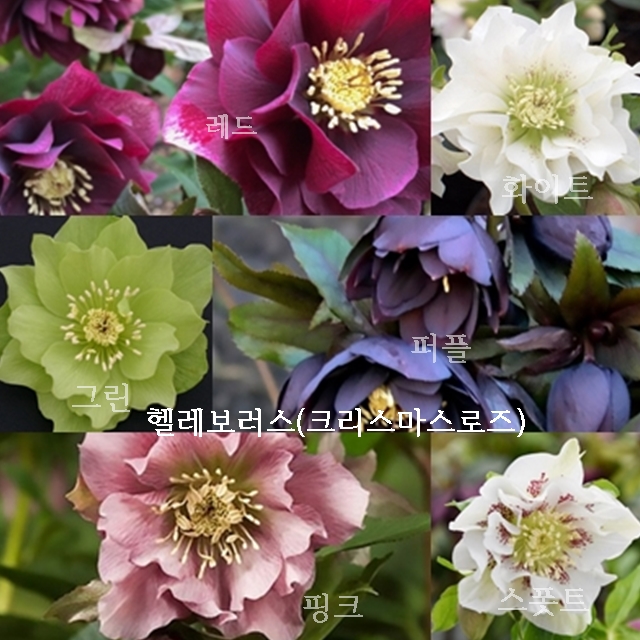  헬레보러스 크리스마스로즈 겹꽃의 아름다움