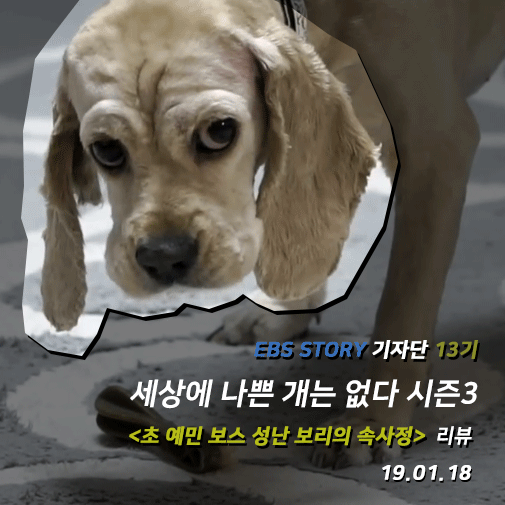  [EBS 리뷰] <세상에 나쁜 개는 없다 시즌3>, 초 예민 보스 성난 보리의 속사정 (190118)