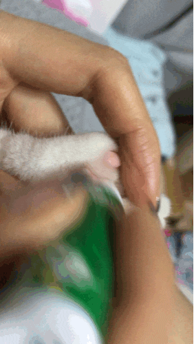  고양이 젤리 관리하기 (촉촉한 발바닥 )