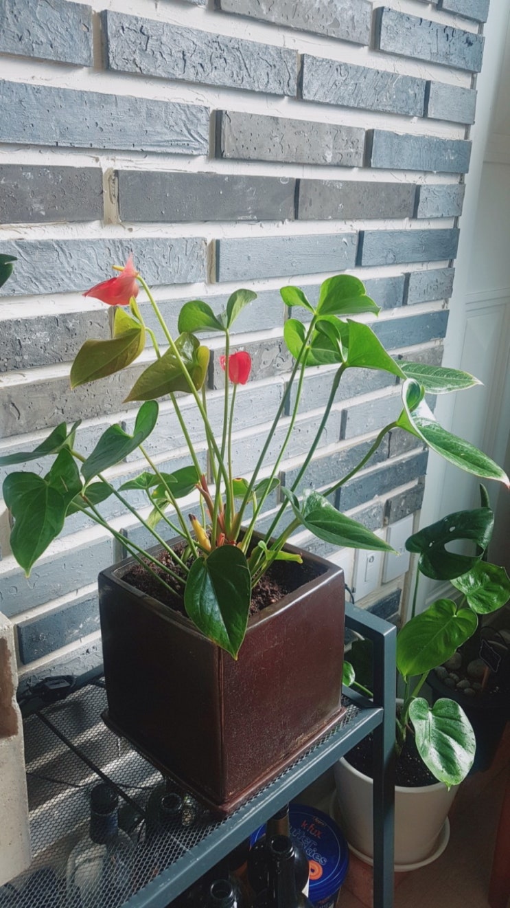  안시리움 꽃피다(가지치기 이후, 물꽂이 근황)