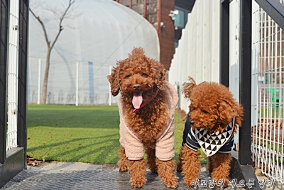  의왕애견카페 돈독 실외편 대형견장 
