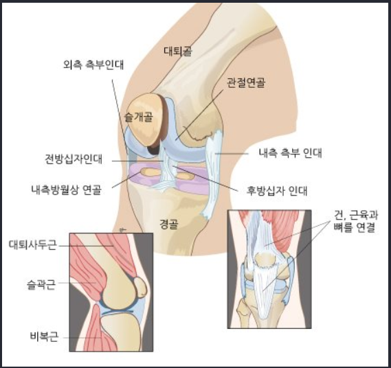 무릎관절의 구조와 기능('무릎이 늙는다'에 이어) : 네이버 블로그