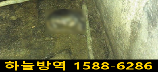 쥐의 종류 - 시궁쥐(집쥐)