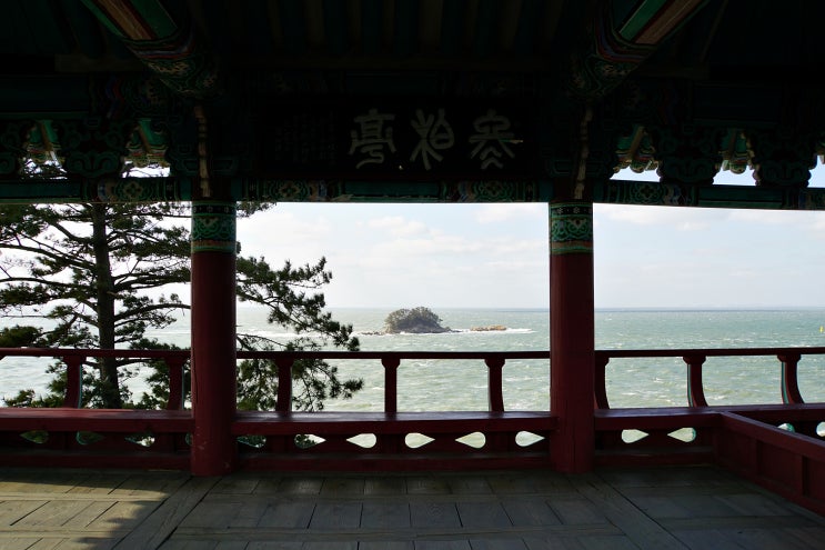  충남 서천 서면 마량리 동백나무숲