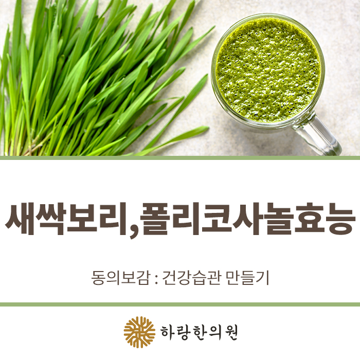  새싹보리 효능! 폴리코사놀 효능 알아보기