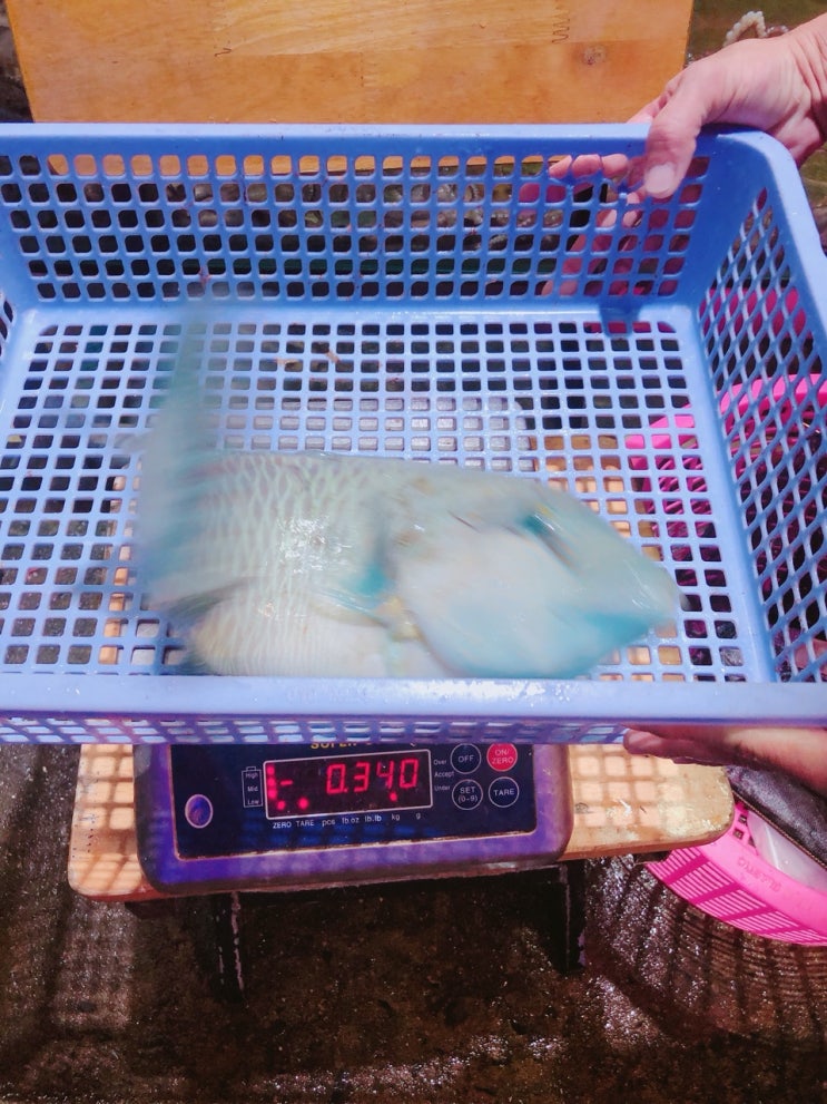  호치민 명품 최고가 물고기 나폴레옹피쉬 요리