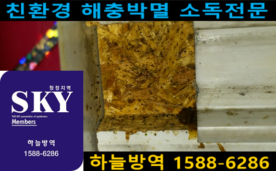 바퀴벌레의 종류 - 독일바퀴벌레