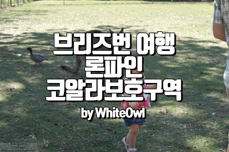  브리즈번 여행 가볼만한곳 론파인 코알라 보호구역 입장권 할인 팁과 코알라와 캥거루를 만나기 LonePine KoalaSanctuary
