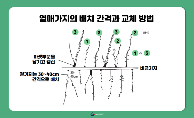 과수 농사 성공의 지름길! :: 겨울철 배·사과나무 가지치기 요령 : 네이버 블로그 과수 농사 성공의 지름길! :: 겨울철 배·사과나무 가지치기 요령 : 네이버 블로그