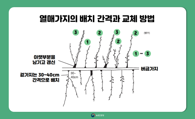 과수 농사 성공의 지름길! :: 겨울철 배·사과나무 가지치기 요령 : 네이버 블로그