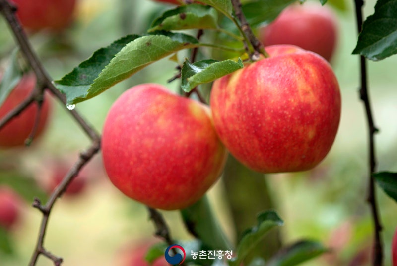 과수 농사 성공의 지름길! :: 겨울철 배·사과나무 가지치기 요령 : 네이버 블로그 과수 농사 성공의 지름길! :: 겨울철 배·사과나무 가지치기 요령 : 네이버 블로그
