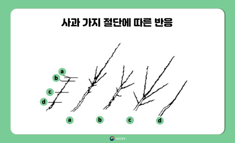 과수 농사 성공의 지름길! :: 겨울철 배·사과나무 가지치기 요령 : 네이버 블로그 과수 농사 성공의 지름길! :: 겨울철 배·사과나무 가지치기 요령 : 네이버 블로그