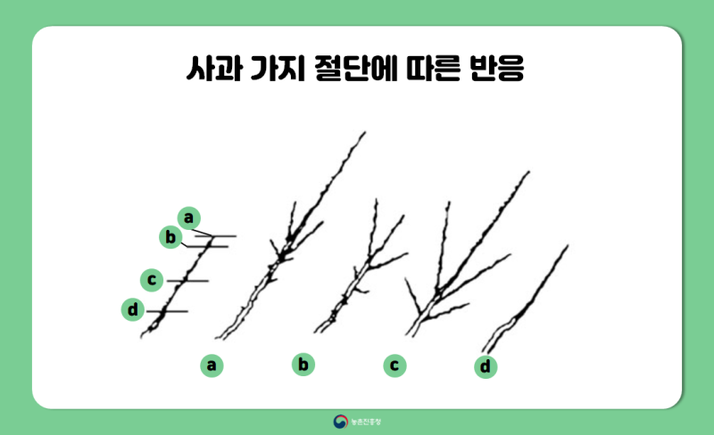 과수 농사 성공의 지름길! :: 겨울철 배·사과나무 가지치기 요령 : 네이버 블로그