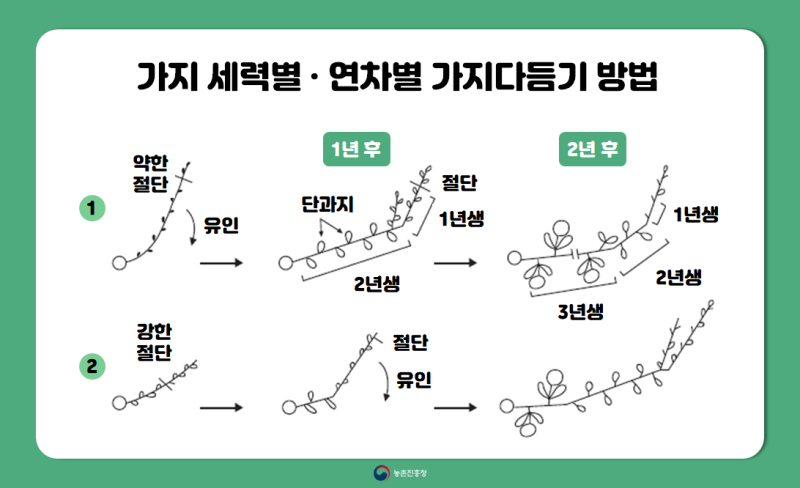 과수 농사 성공의 지름길! :: 겨울철 배·사과나무 가지치기 요령 : 네이버 블로그 과수 농사 성공의 지름길! :: 겨울철 배·사과나무 가지치기 요령 : 네이버 블로그