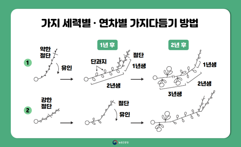 과수 농사 성공의 지름길! :: 겨울철 배·사과나무 가지치기 요령 : 네이버 블로그