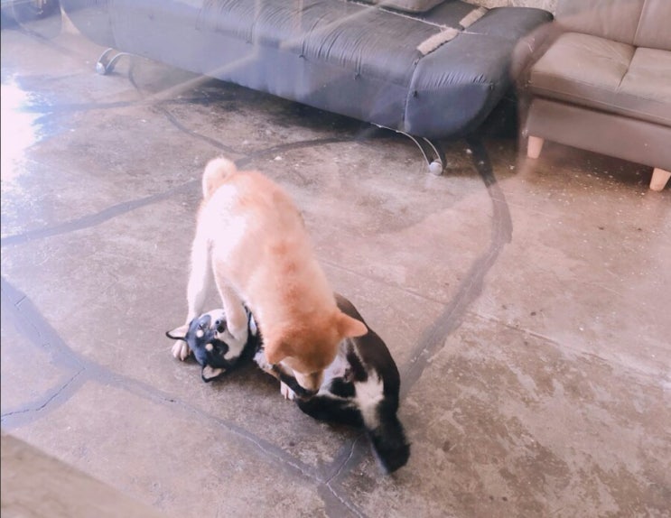  1월 22일 컷트하면서 강아지봤네요