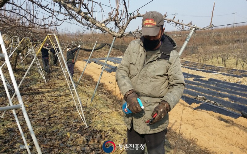 과수 농사 성공의 지름길! :: 겨울철 배·사과나무 가지치기 요령 : 네이버 블로그