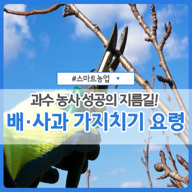 과수 농사 성공의 지름길! :: 겨울철 배·사과나무 가지치기 요령 : 네이버 블로그