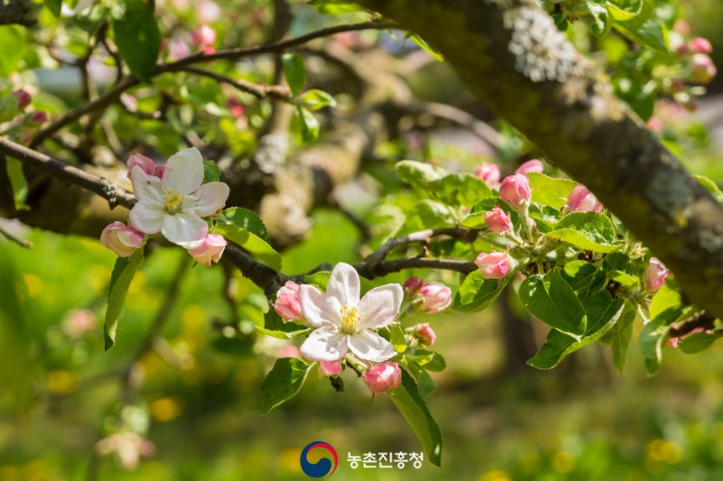 과수 농사 성공의 지름길! :: 겨울철 배·사과나무 가지치기 요령 : 네이버 블로그