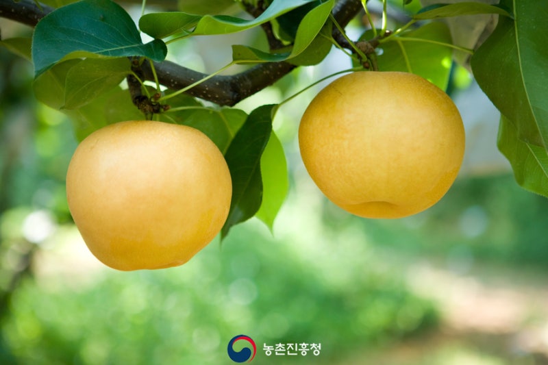 과수 농사 성공의 지름길! :: 겨울철 배·사과나무 가지치기 요령 : 네이버 블로그 과수 농사 성공의 지름길! :: 겨울철 배·사과나무 가지치기 요령 : 네이버 블로그