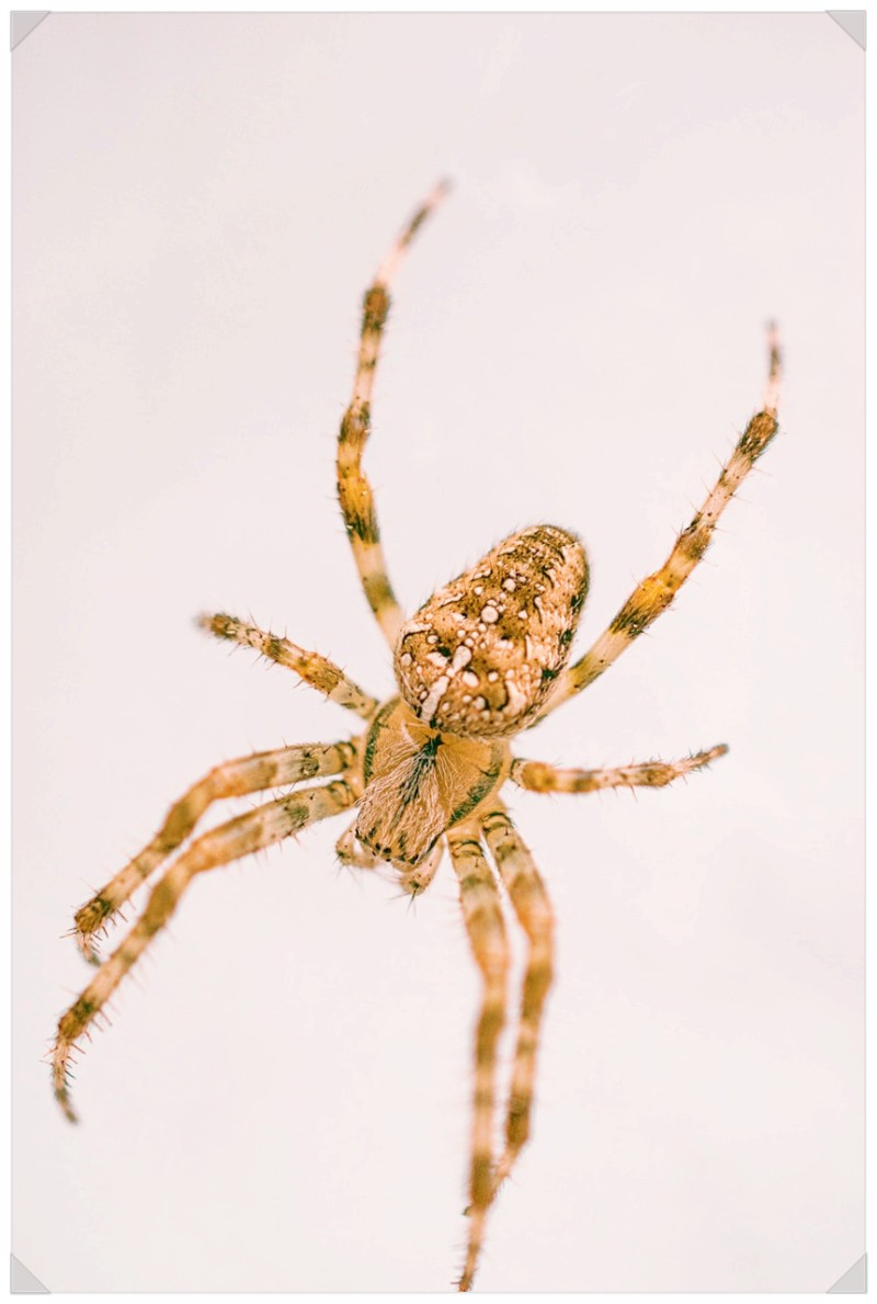 거미꿈해몽 거미가 의미하는것은? : 네이버 블로그