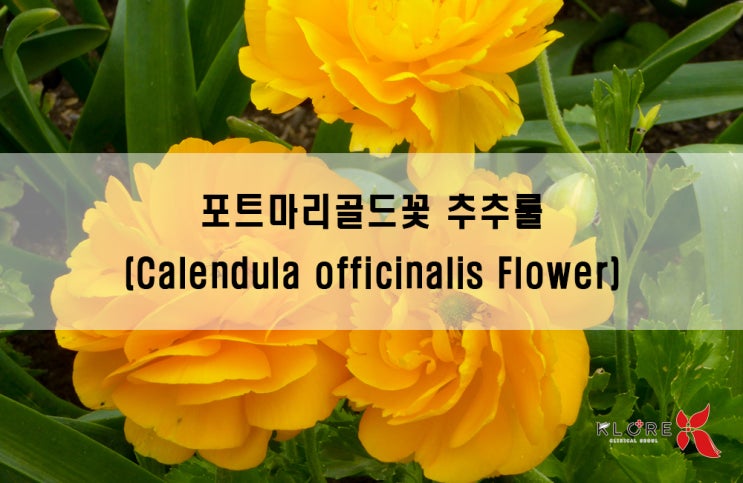 화장품 성분 - 포트마리골드꽃 추출물 (Calendula Officinalis Flower Extract)