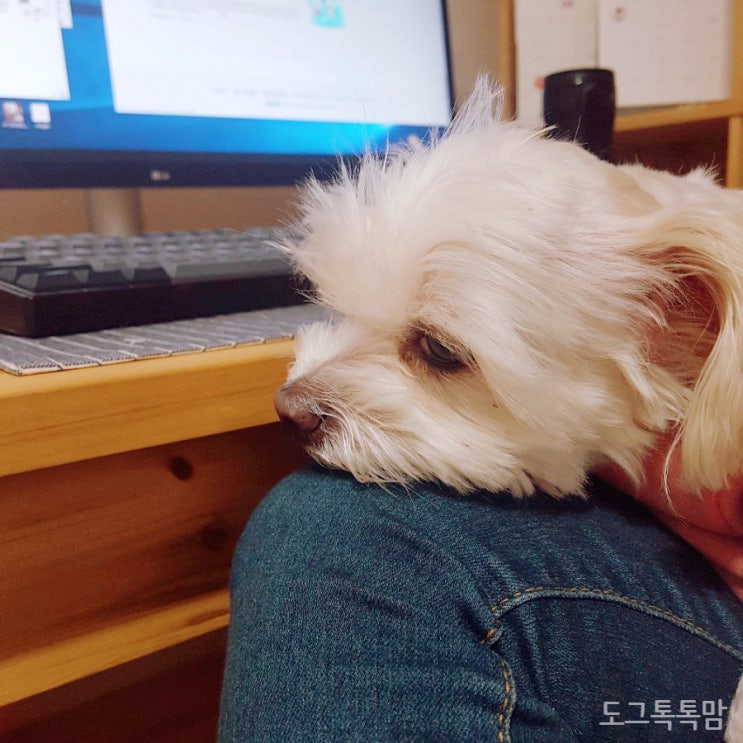  귀여운 강아지 말티즈 만두! 내 무릎은 지정석