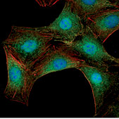 도우손[시약류] - Cell Signaling Technology