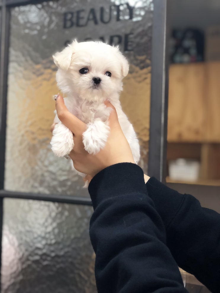  성북구 강아지분양 믿을 수 있는 곳!