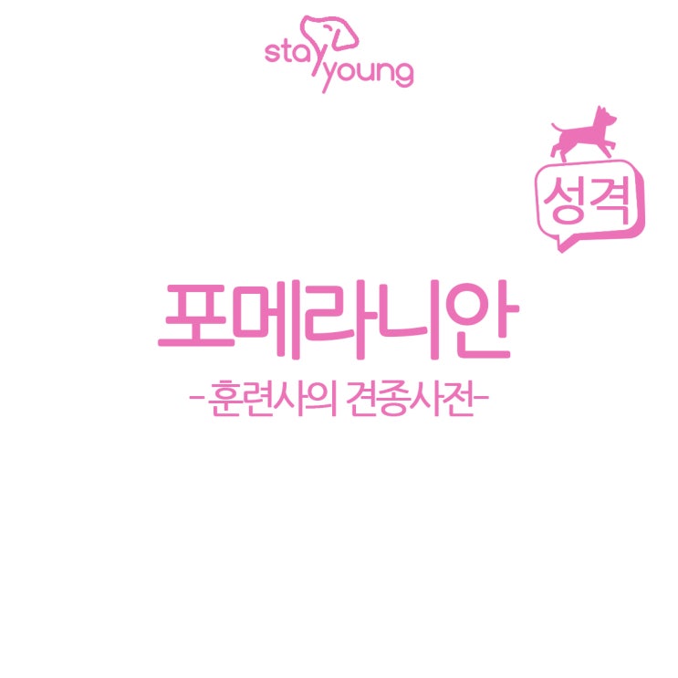  [훈련사의 견종사전] 알고 기르자! 포메라니안 성격 편