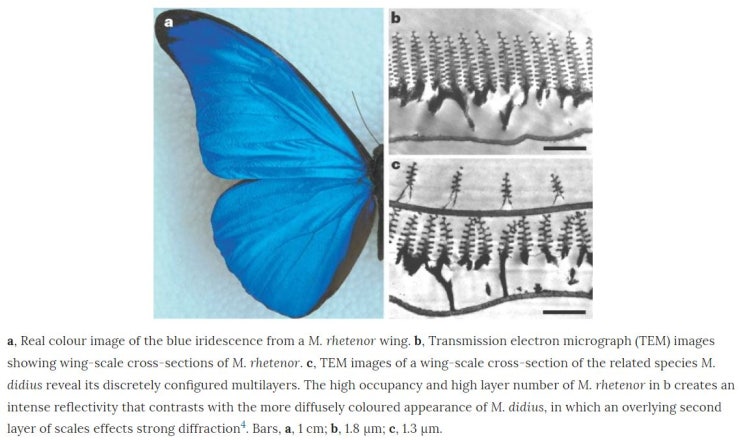 Photonic structures in biology