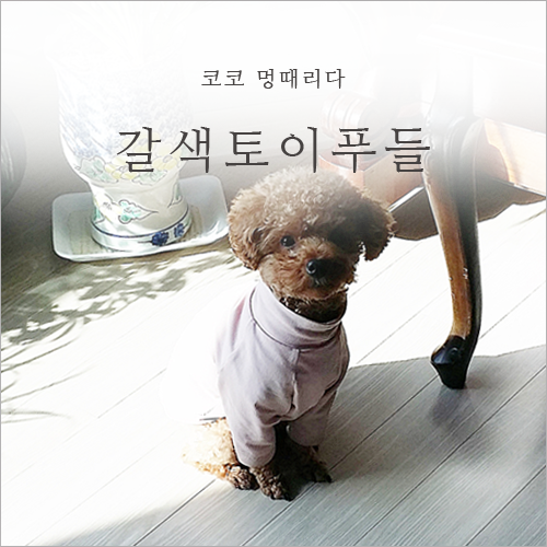  갈색토이푸들 코코 멍때리다