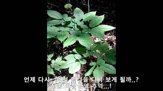  연가시와 산삼,, 마당심의 추억