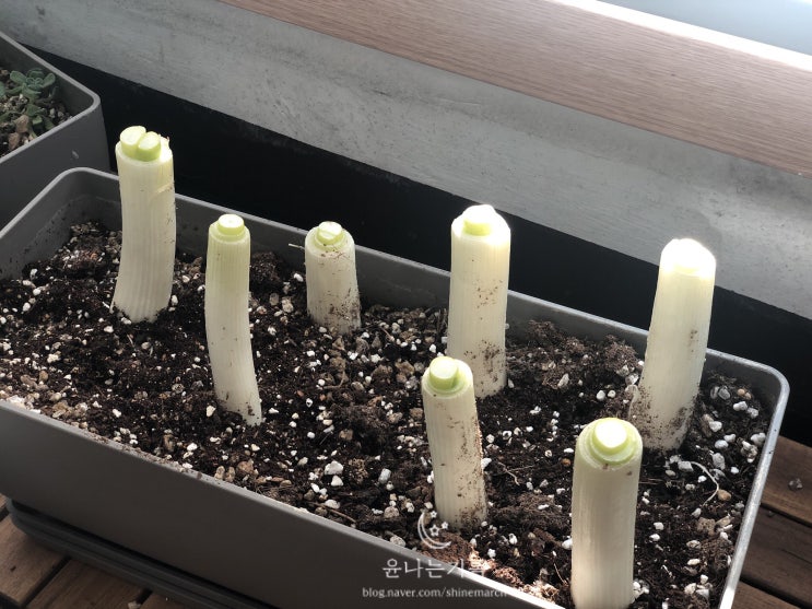  [대파키우기] 190124 1일차 (허언갤아님 주의) 대파 키우는 방법
