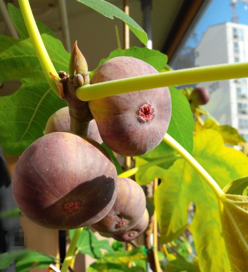 베란다에서 무화과나무 키우기 ♡ 가지치기 / 삽목하기 : 네이버 블로그 베란다에서 무화과나무 키우기 ♡ 가지치기 / 삽목하기 : 네이버 블로그