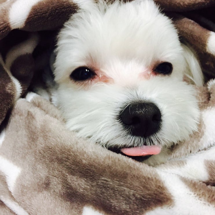  오랜만에 강아지 자랑하기..!