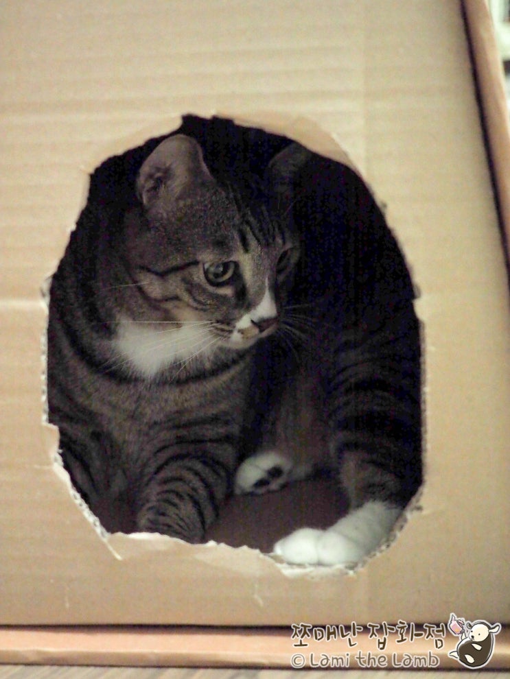 고양이 숨숨집 안쓰는 박스로 수선하기