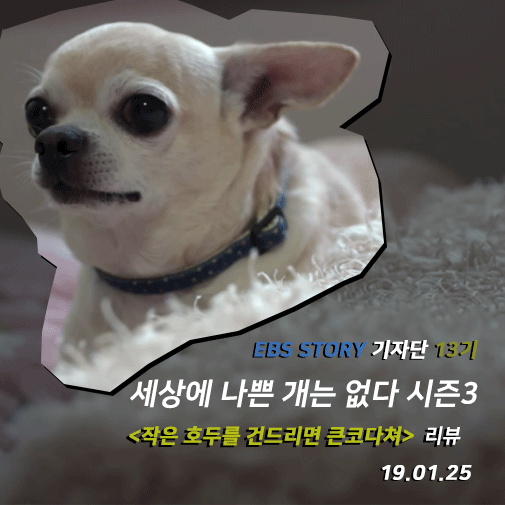  [EBS 리뷰] <세상에 나쁜 개는 없다 시즌3>, 작은 호두를 건드리면 큰코다쳐 (190125)